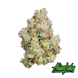 XJ-13 Alien Labs