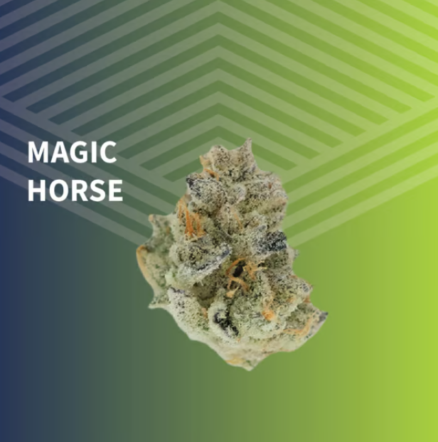Magic Horse