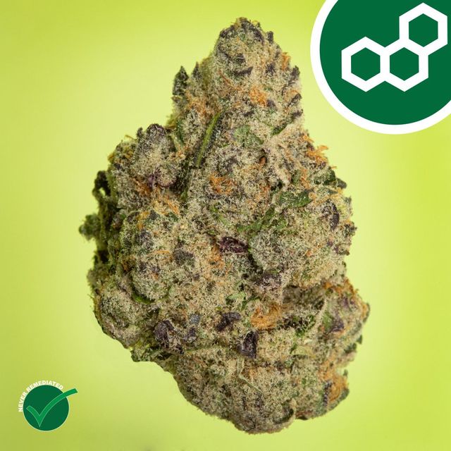 Pink Certz Theraplant