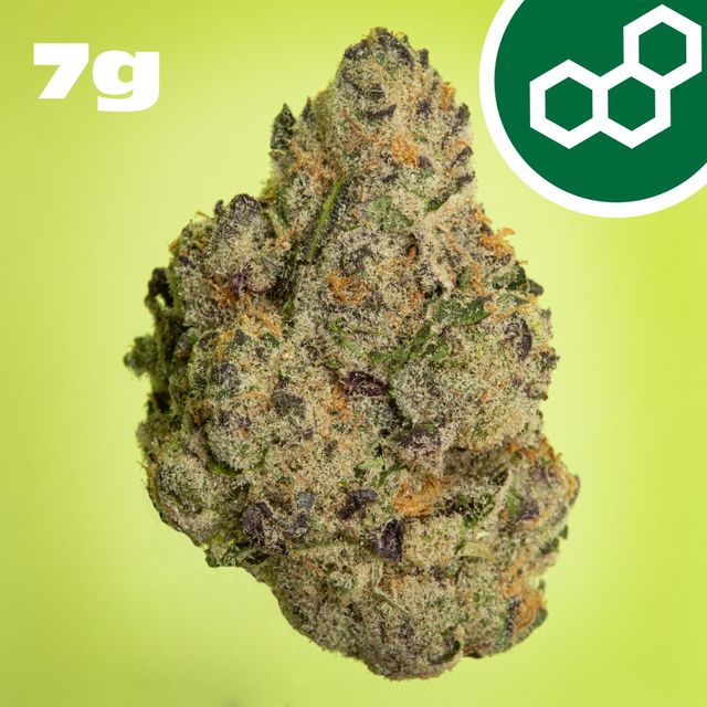 Pink Certz Theraplant