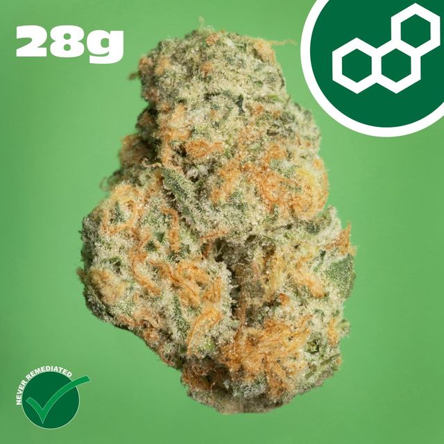Black Cherry GMO Theraplant