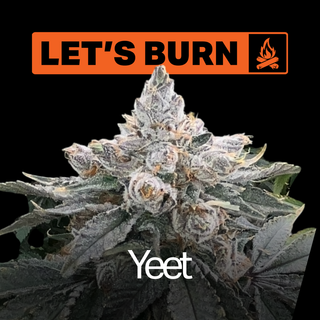 Cannabis Promo, Cannabis Sales, Descuentos en cannabis, Cannabis on Sale, ¡25% de descuento en productos Let's Burn! 3