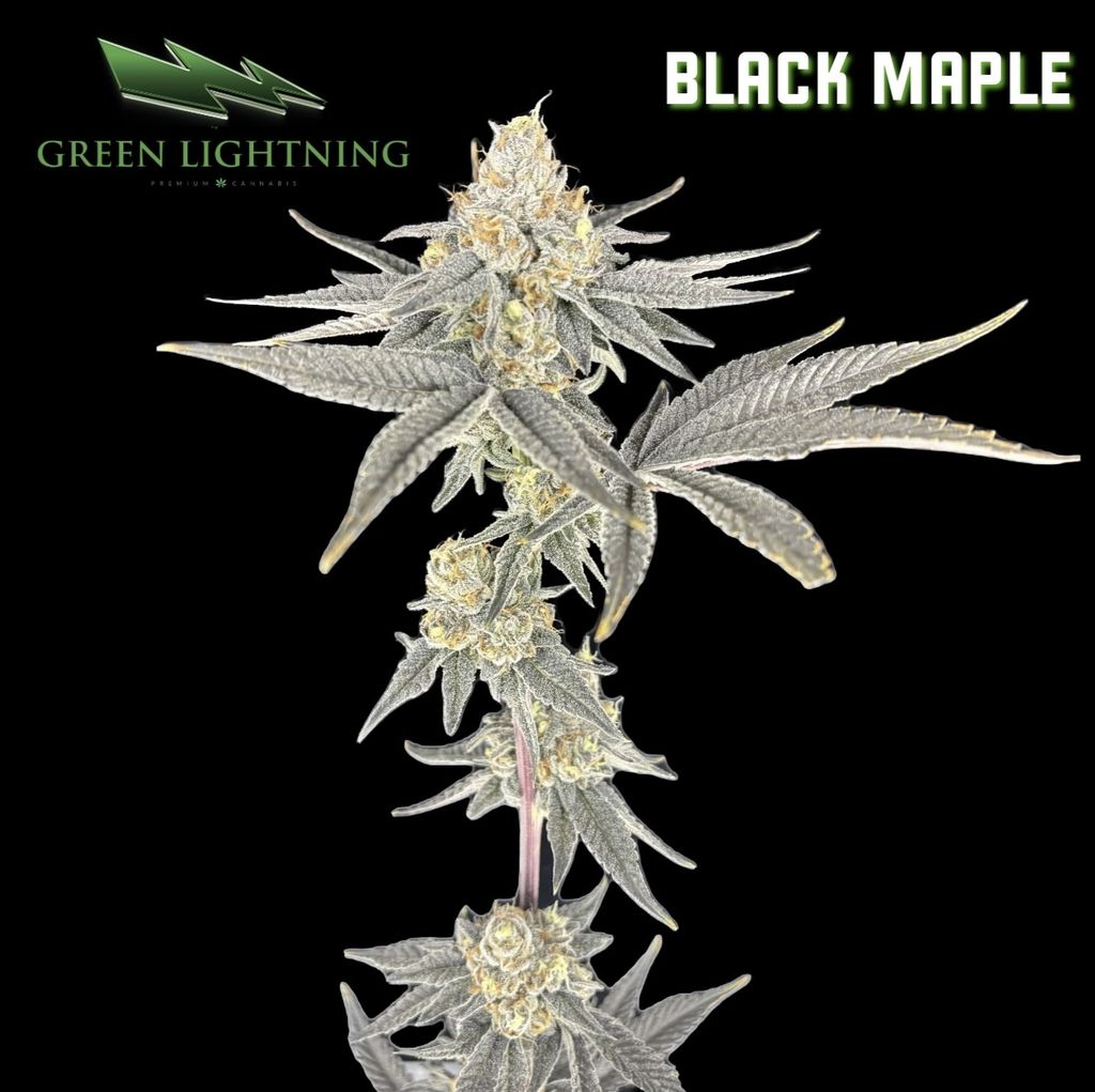 Green Lightning Black Maple Whole Flower 3.5g