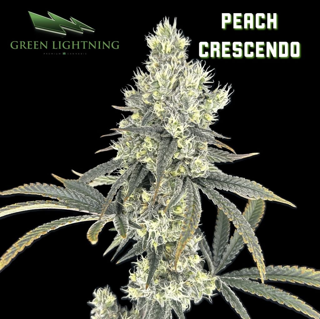 Peach Crescendo