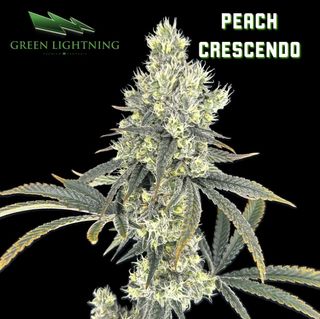 Cannabis Promo, Cannabis Sales, Descuentos en cannabis, Cannabis on Sale, ¡15% de Descuento en Flor Green Lightning! 3