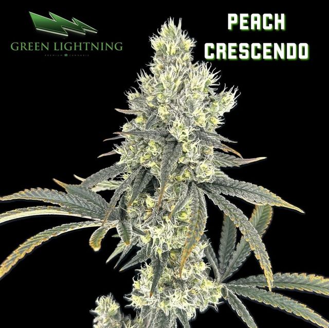 Peach Crescendo Green Lightning