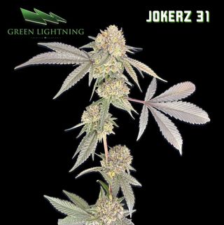 Jokerz 31 Green Lightning