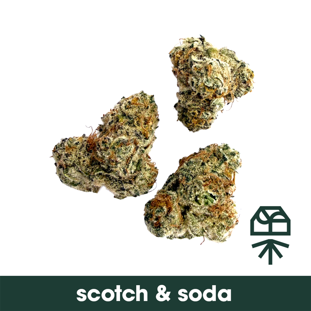Scotch & Soda