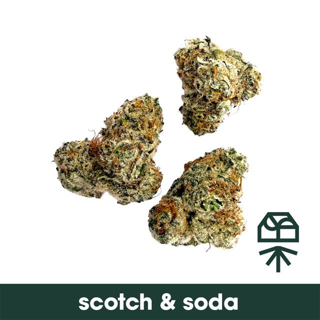 Scotch & Soda Grassroots