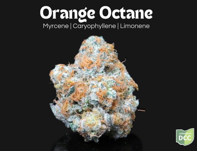 Orange Octane Farkas Farms
