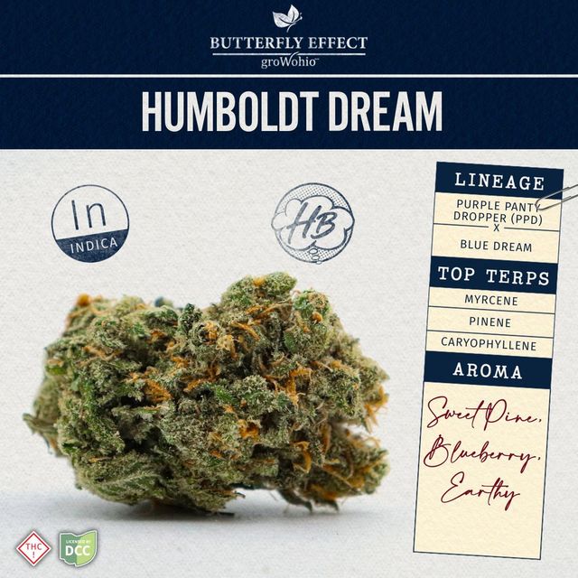 Humboldt Dream Butterfly Effect