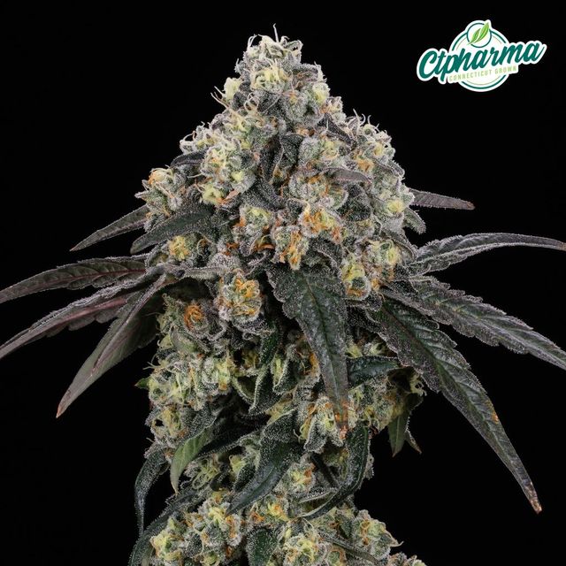 Nimbus Snacks CTPharma