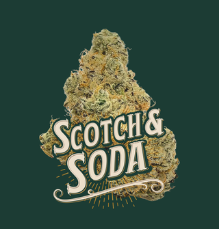 Scotch & Soda Grassroots