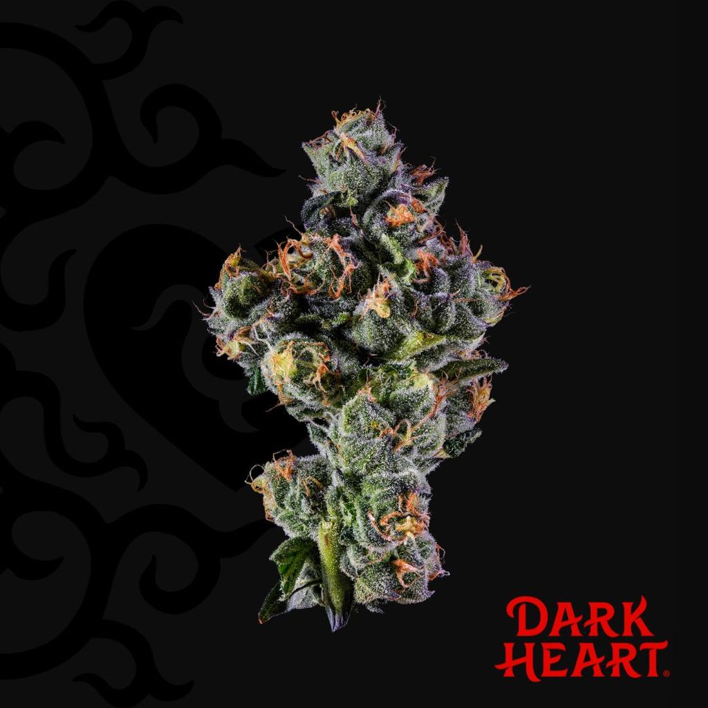 Dark Heart Sugar Kushions Whole Flower 3.5g