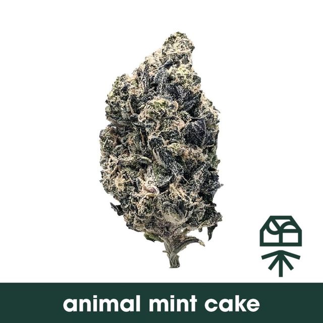 Animal Mint Cake Grassroots