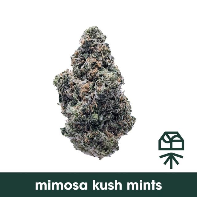 Mimosa Kush Mints Grassroots