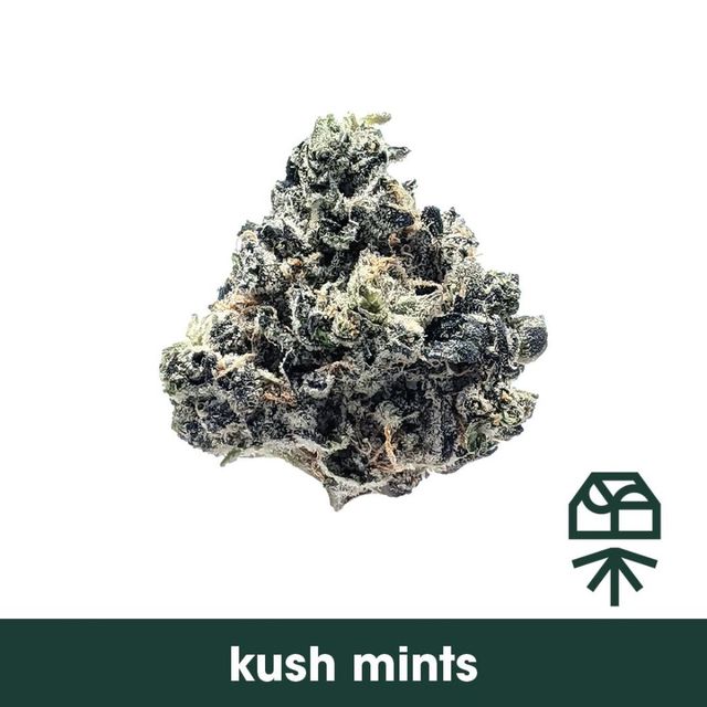 Kush Mints Grassroots
