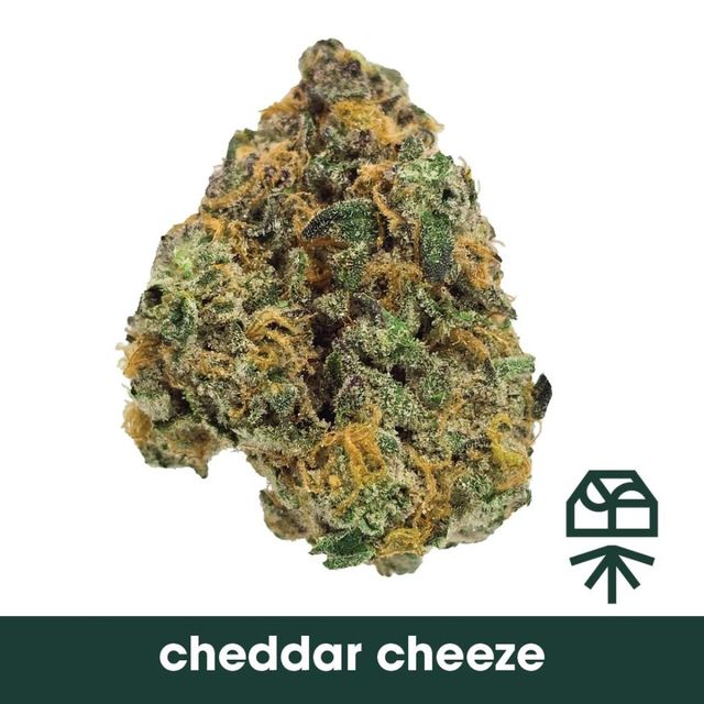 Ched R Cheez Grassroots
