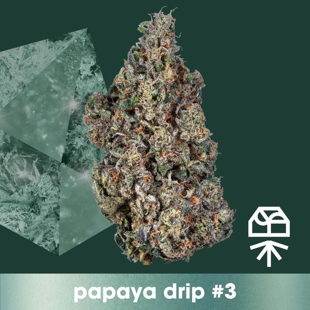 Papaya Drip #3 Grassroots