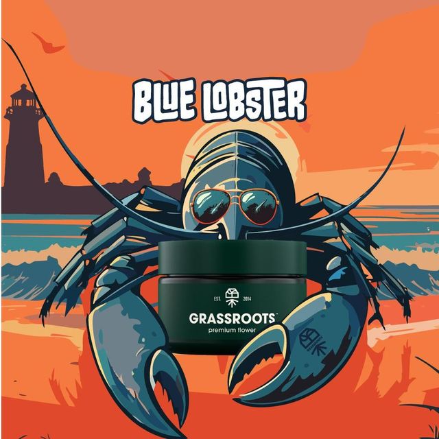 Blue Lobster Grassroots Blue Lobster Grassroots