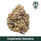 Tropicana BNN Grassroots Tropicana BNN Grassroots