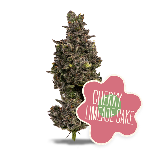 Cherry Limeade Cake District Cannabis