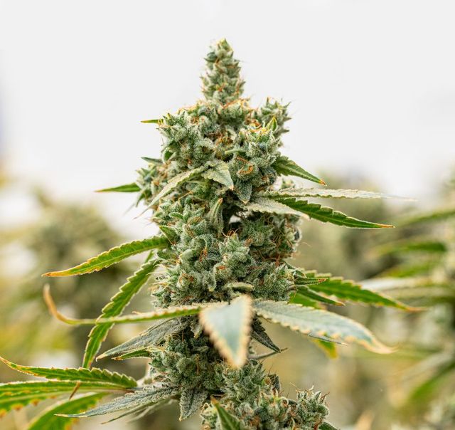 Amnesia OG Culta