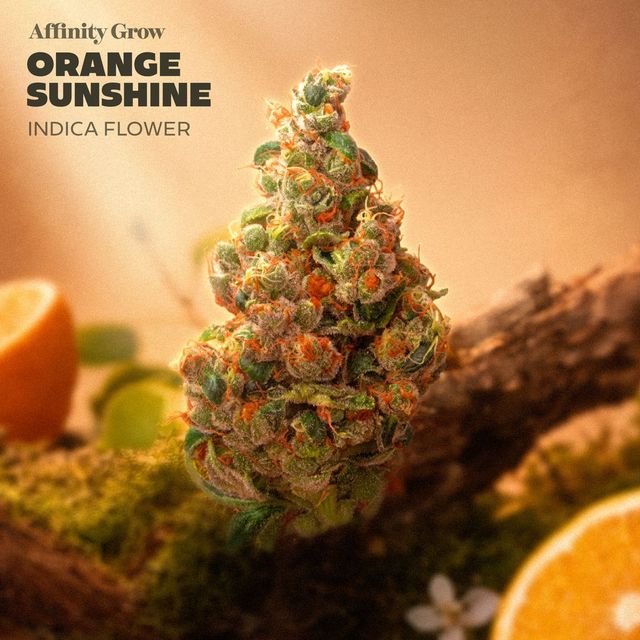 Orange Sunshine Affinity Grow
