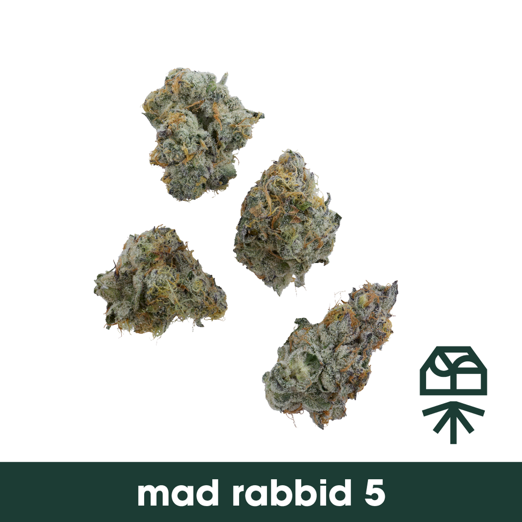 Mad Rabbid #5