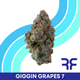 Giggin Grapes #7 Reef Giggin Grapes #7 Reef