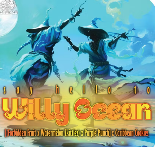 Willy Ocean Galenas