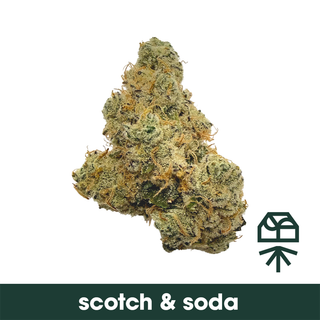 Scotch & Soda Grassroots