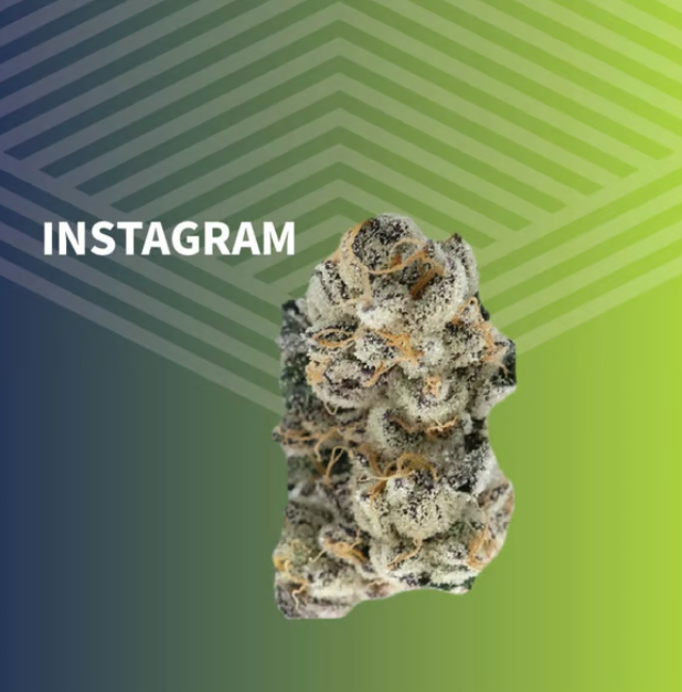 Instagram Pure Dakota