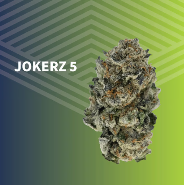Jokerz 5 Pure Dakota