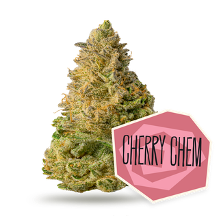 Cannabis Promo, Cannabis Sales, Descuentos en cannabis, Cannabis on Sale, ¡Cuarto del Día! ¡30% de descuento en (2) Cuartos de 3.5g destacados! 1