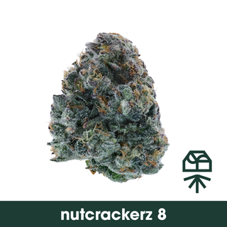 Nutcrackerz 8 Grassroots