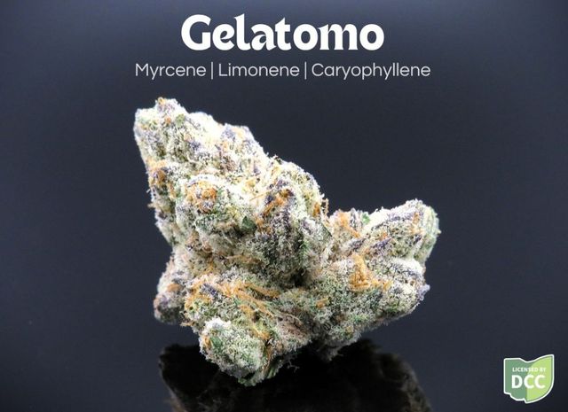 Gelatomo Farkas Farms