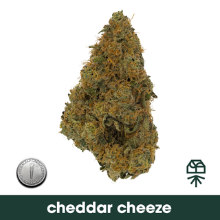 Cheddar Cheeze Grassroots