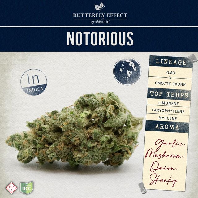 Notorious  Butterfly Effect