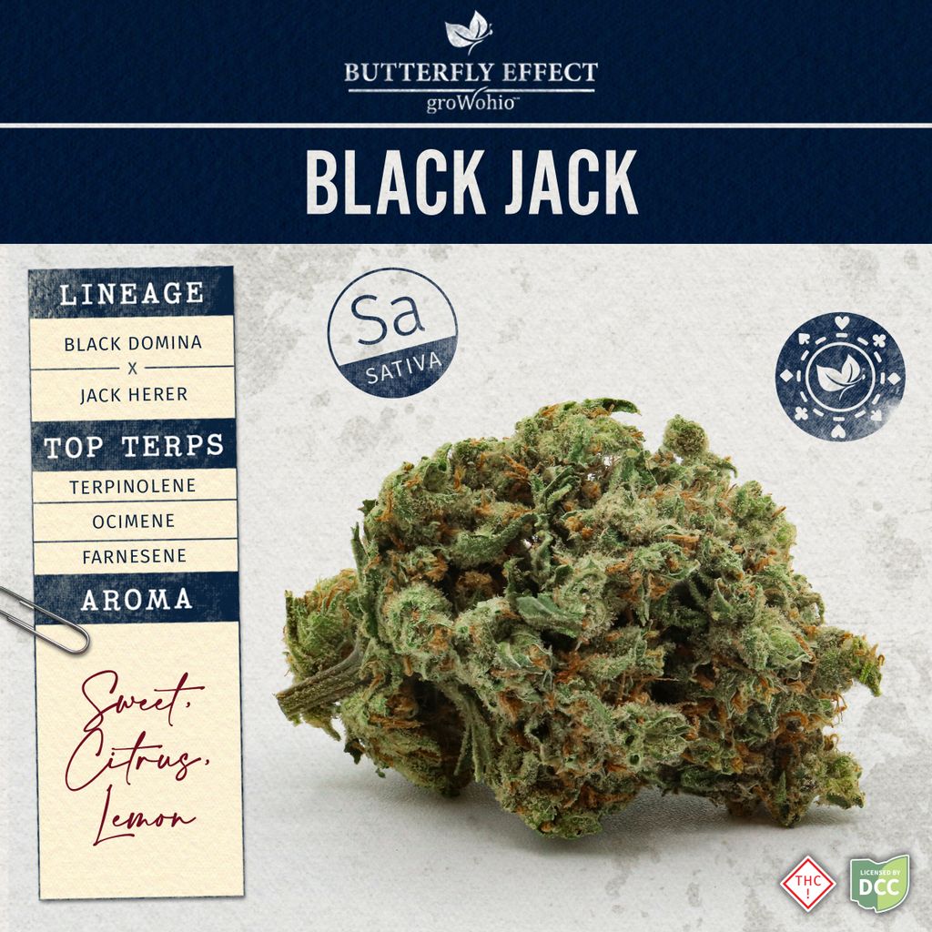Black Jack, Butterfly Effect