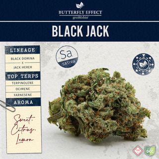 Black Jack Butterfly Effect Black Jack Butterfly Effect