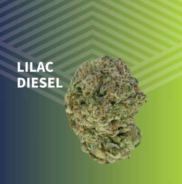 Lilac Diesel Pure Dakota