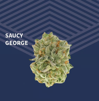 Saucy George Pure Dakota