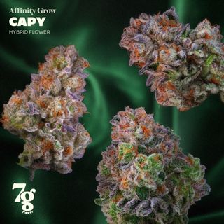 Capy Affinity Grow