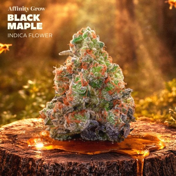 Black Maple Affinity Grow
