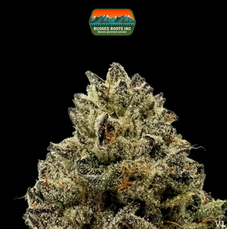 Ice Cream Sundae Rugged Roots
