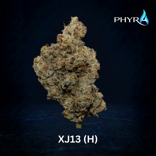 XJ 13 Phyra