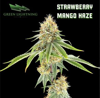 Strawberry Mango Haze Green Lightning