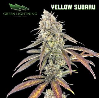 Yellow Subaru Green Lightning