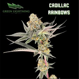 Cannabis Promo, Cannabis Sales, Cannabis Discounts, Cannabis on Sale, $45 Green Lightning 7g Flower! 3